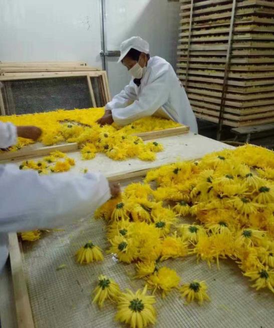 蒸汽热风-金丝皇菊花卉类烘干房