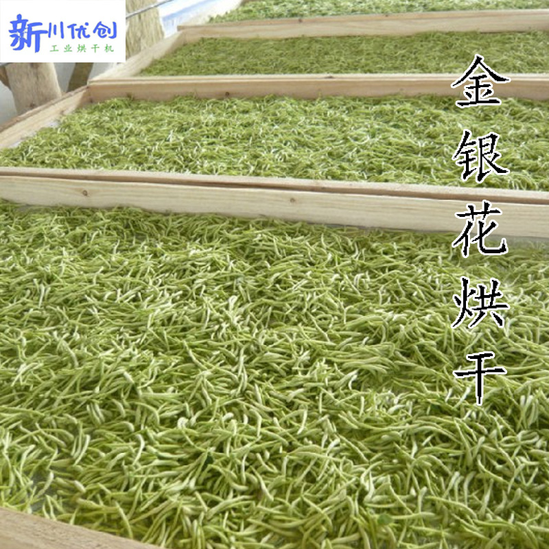 金银花2.jpg