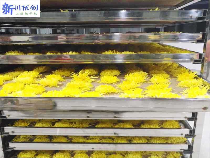 金丝皇菊1.jpg